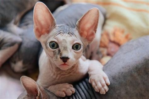 gatos recien nacidos sin pelo|CUIDADOS IMPRESCINDIBLES de un gato SPHYNX o Sin Pelo